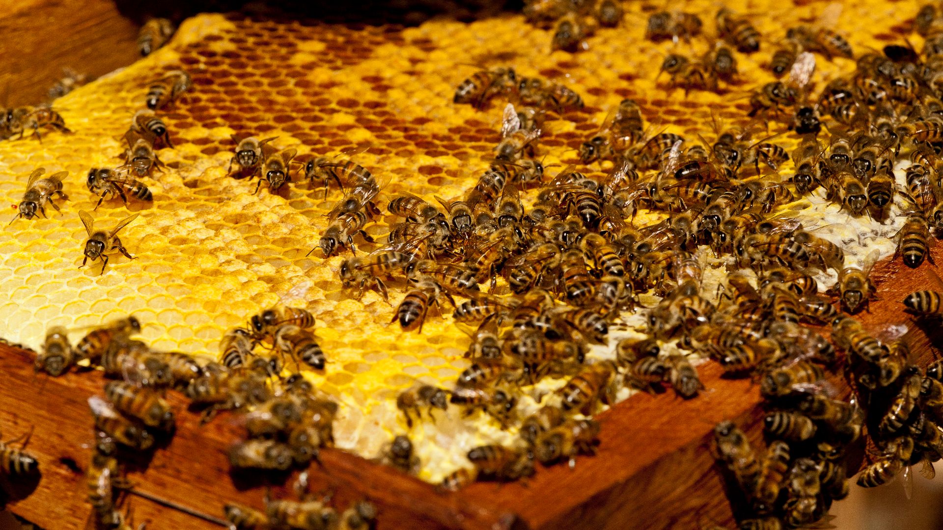 honey harvest with wax comb