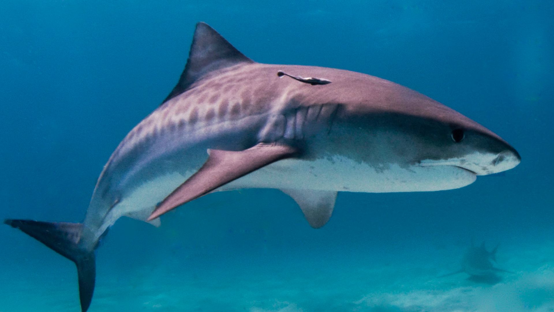 Tiger shark, Bahamas