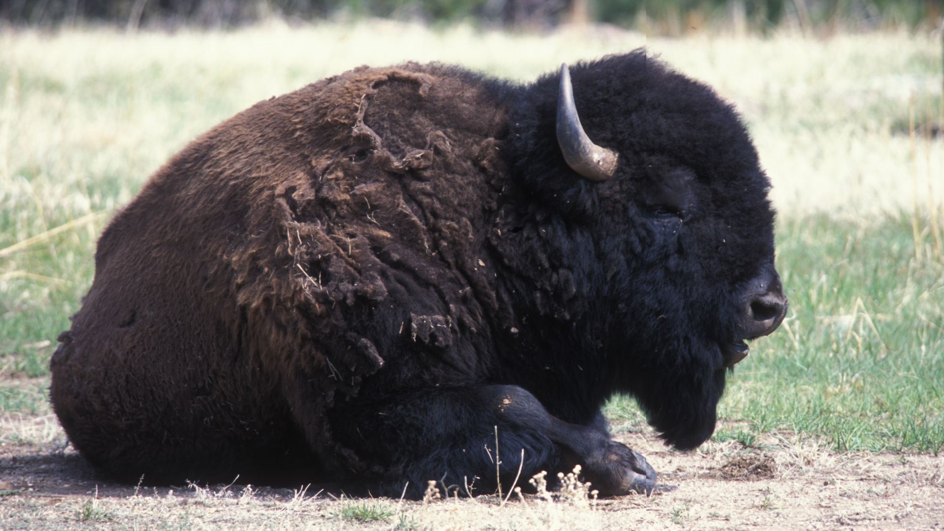 Note: Some of the following information may have arrived from the agency cut off or incomplete. Creator: Hagerty, Ryan. Description: Bison rests in the grass at Custer State Park. Subjects: Mammals; Parks; Grasses; Prairies. Location: South Dakota. Publis