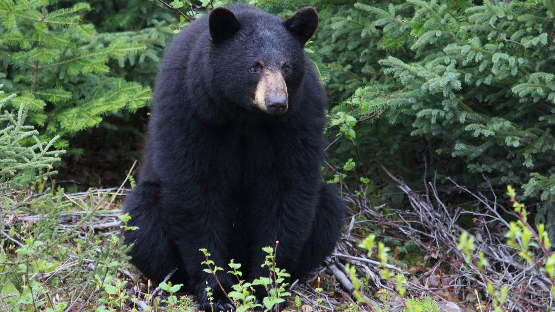American black bear in Labrador, Canada.