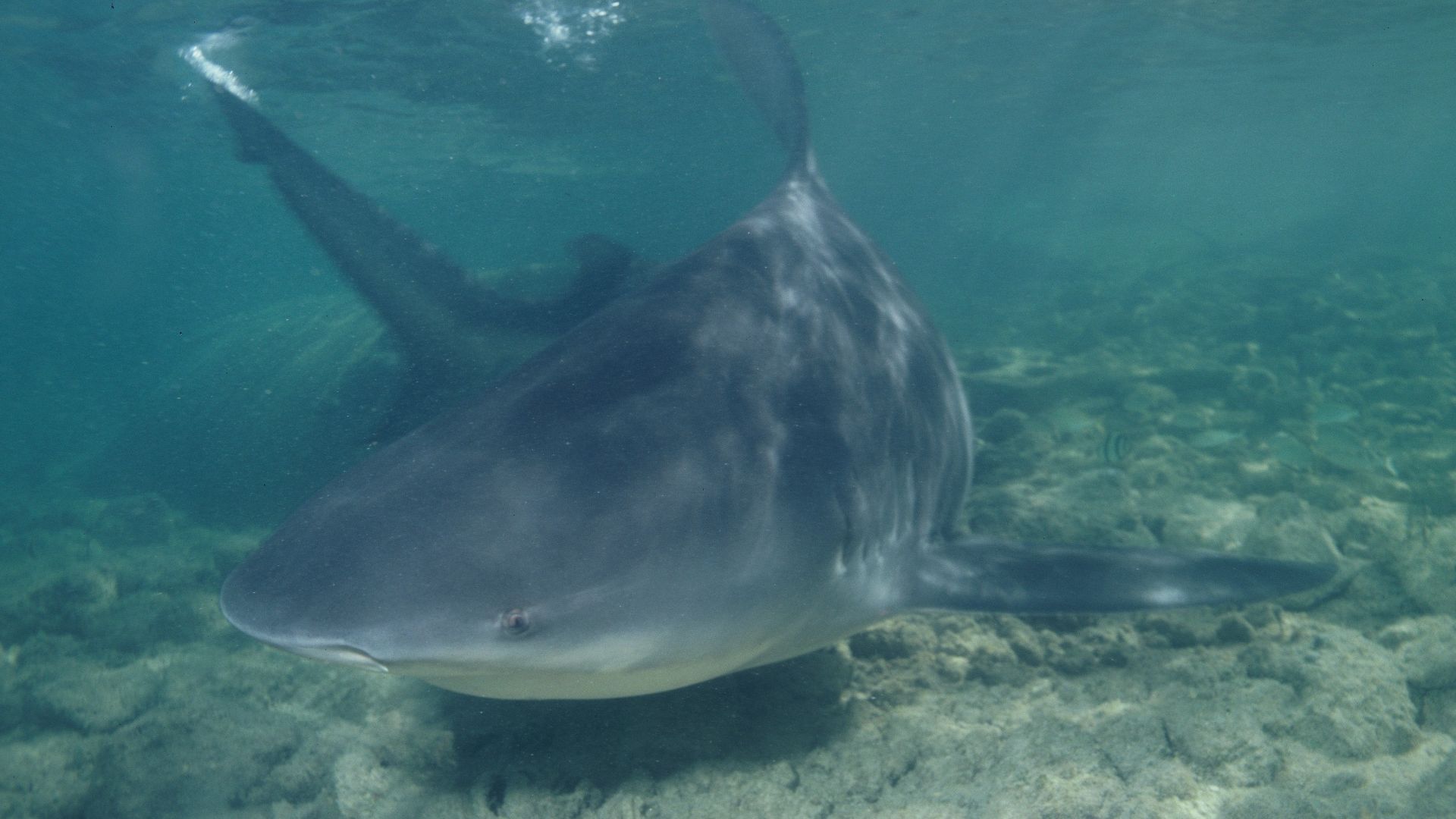 Bull shark, Carcharhinus leucas