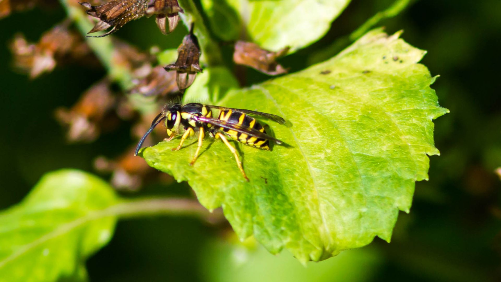 Eastern yellowjacket