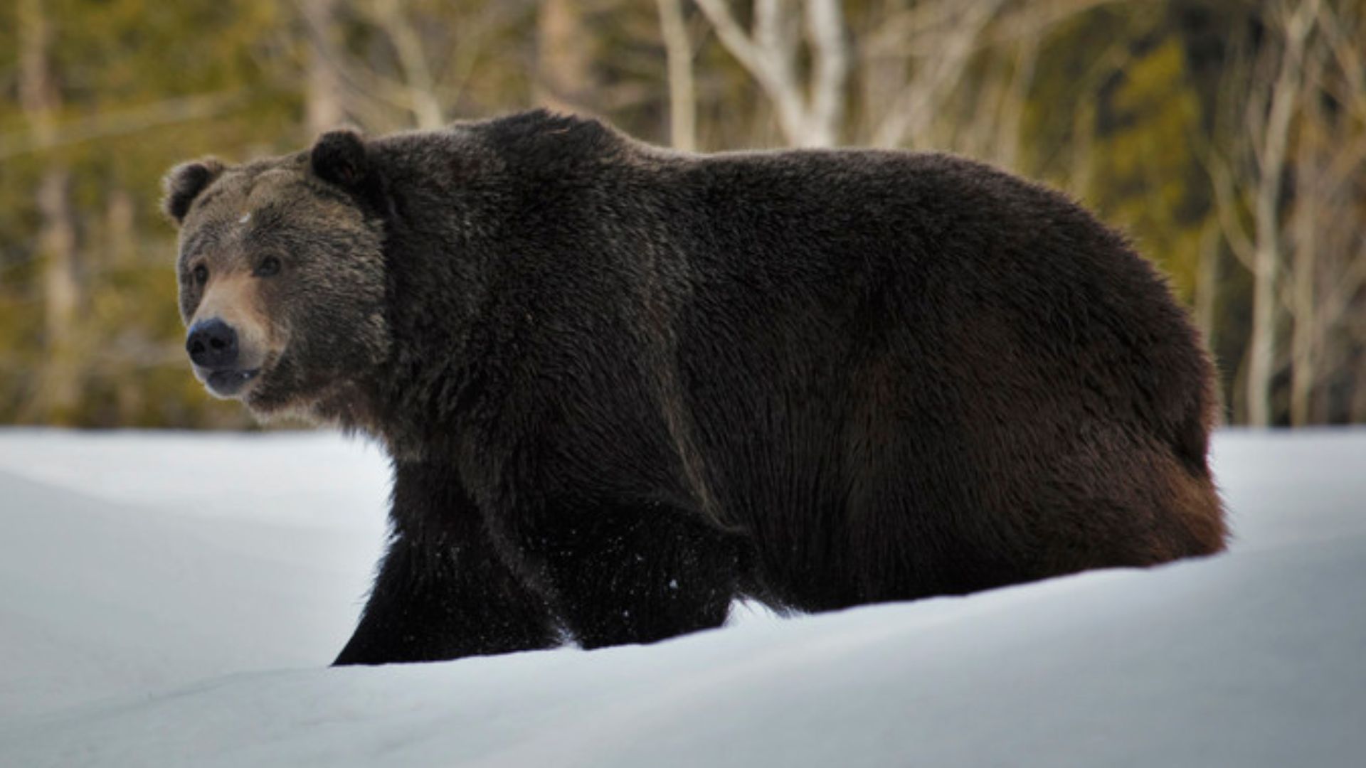 A grizzly bear (Ursus arctos horribilis) in Grand Teton National Park, Wyo.