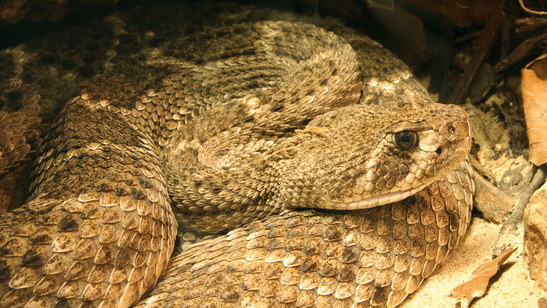 Western Diamondback Rattlesnake, Crotalus atrox, Location: Germany, Ulm, Zoological Garden