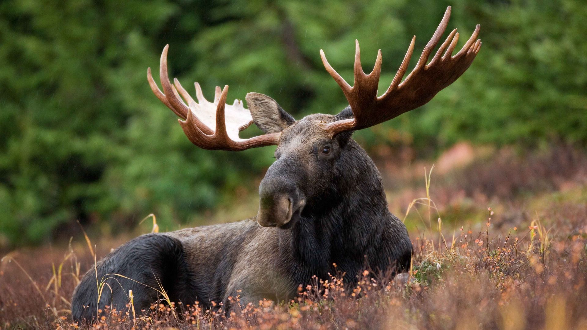 Image title: A male moose takes a rest in a field during a light rainshower
Image from Public domain images website, http://www.public-domain-image.com/full-image/fauna-animals-public-domain-images-pictures/deers-public-domain-images-pictures/moose-and-el