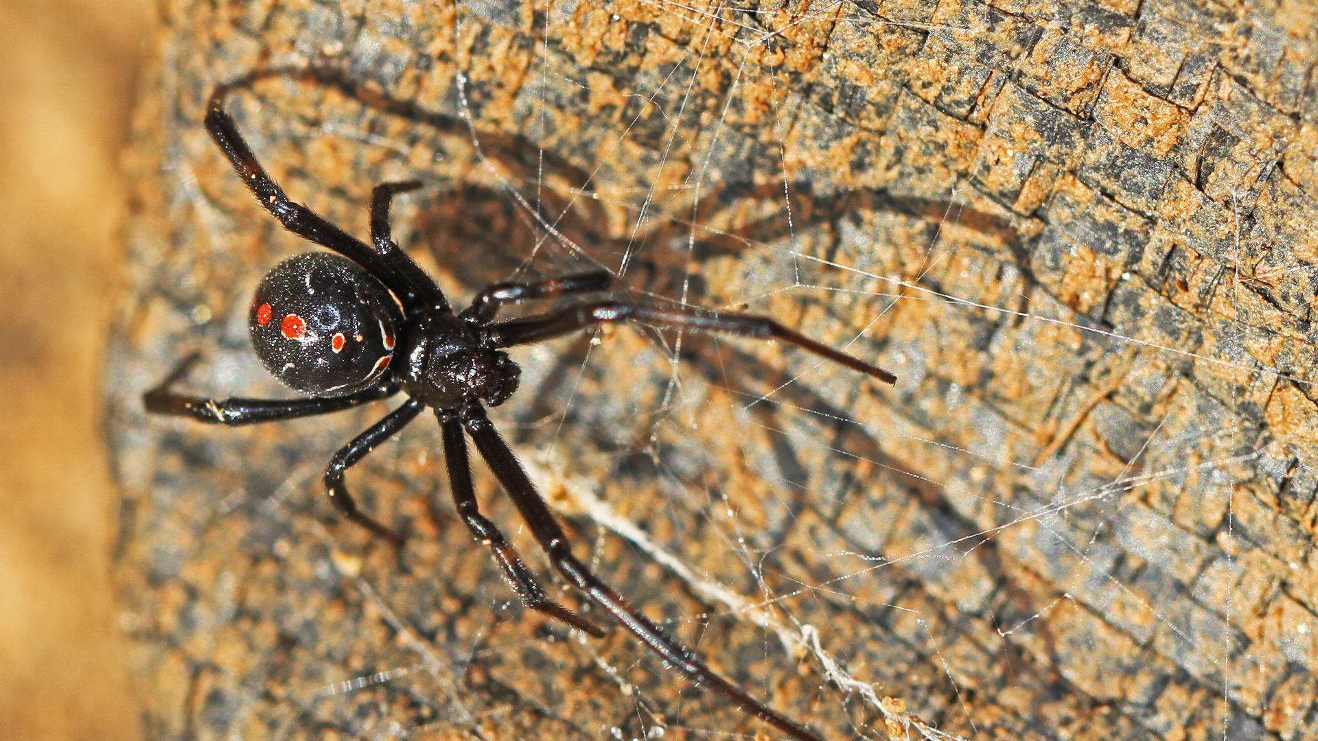 Northern Black Widow - Latrodectus variolus, Julie Metz Wetlands, Woodbridge, Virginia