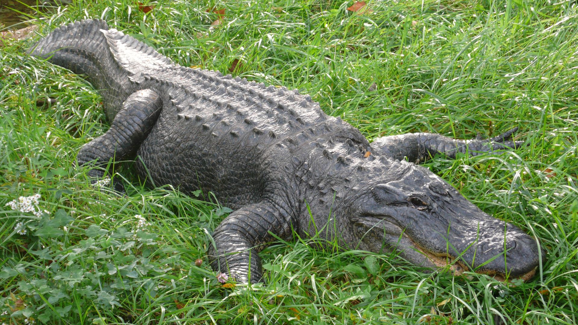 American Alligator, (Alligator mississippiensis)