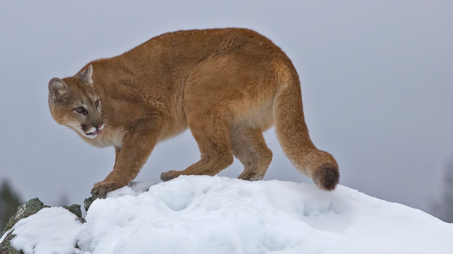Mountain Lion (C), Triple 'D' Ranch, Kalispell, Montana