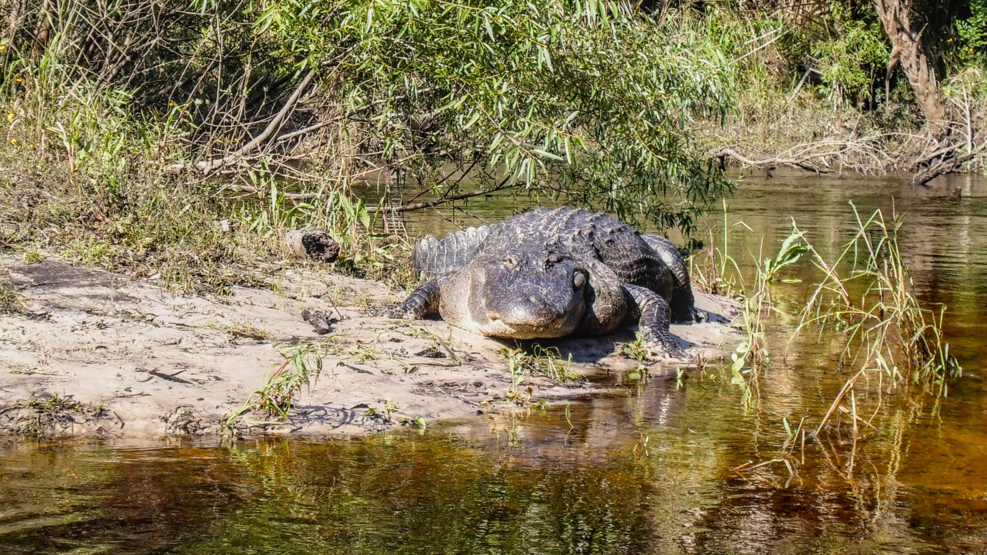 American alligator (Alligator mississippiensis) basking along the Econlockhatchee River in Central Florida