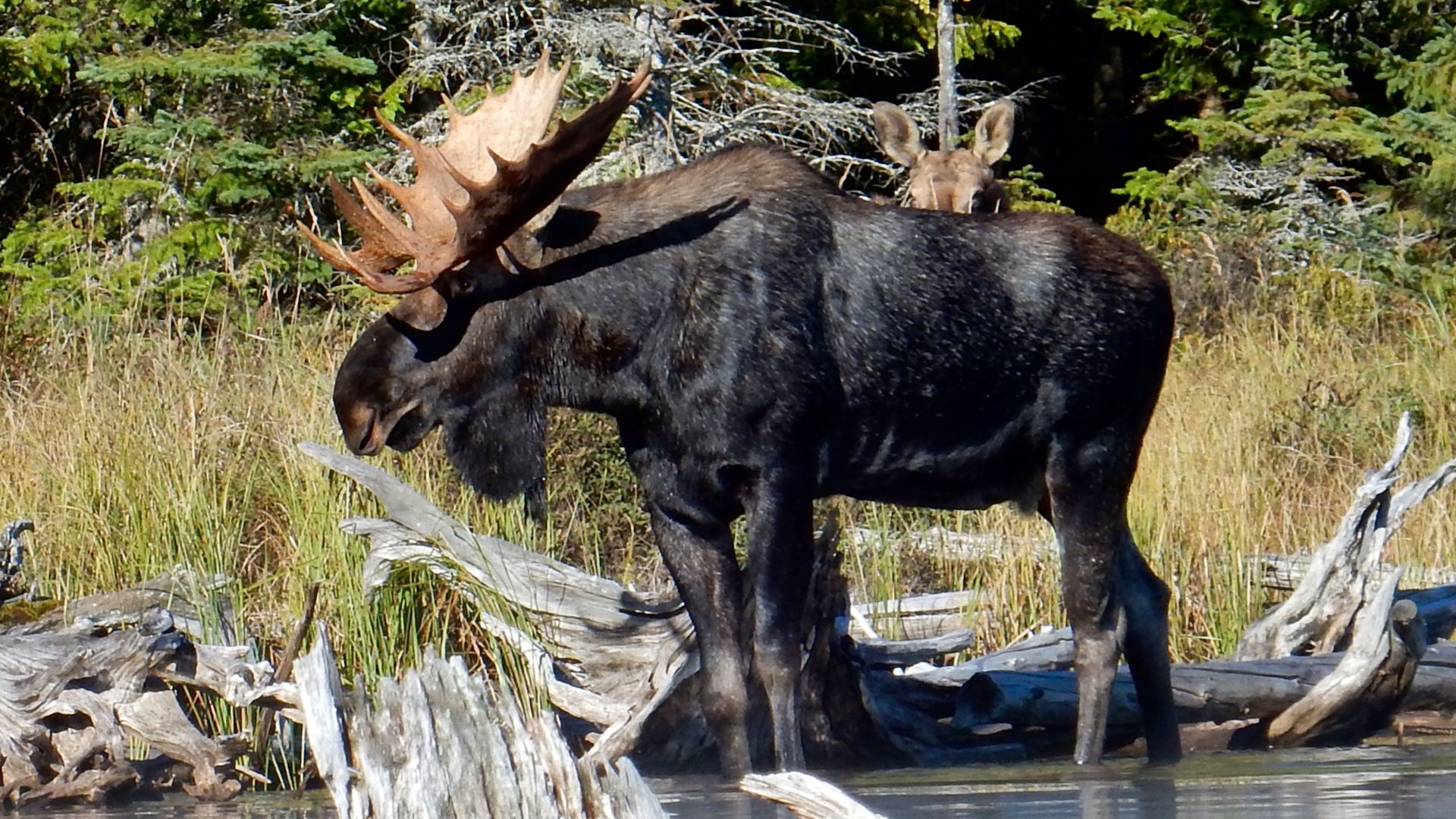 moose

Algonquin Provincial Park, Ontario, Canada
