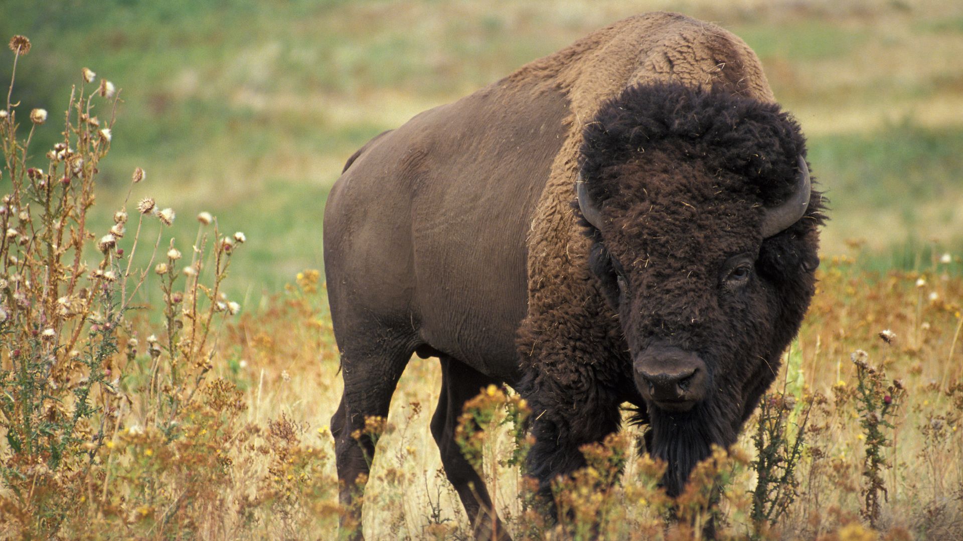 Bison bison. Original caption: