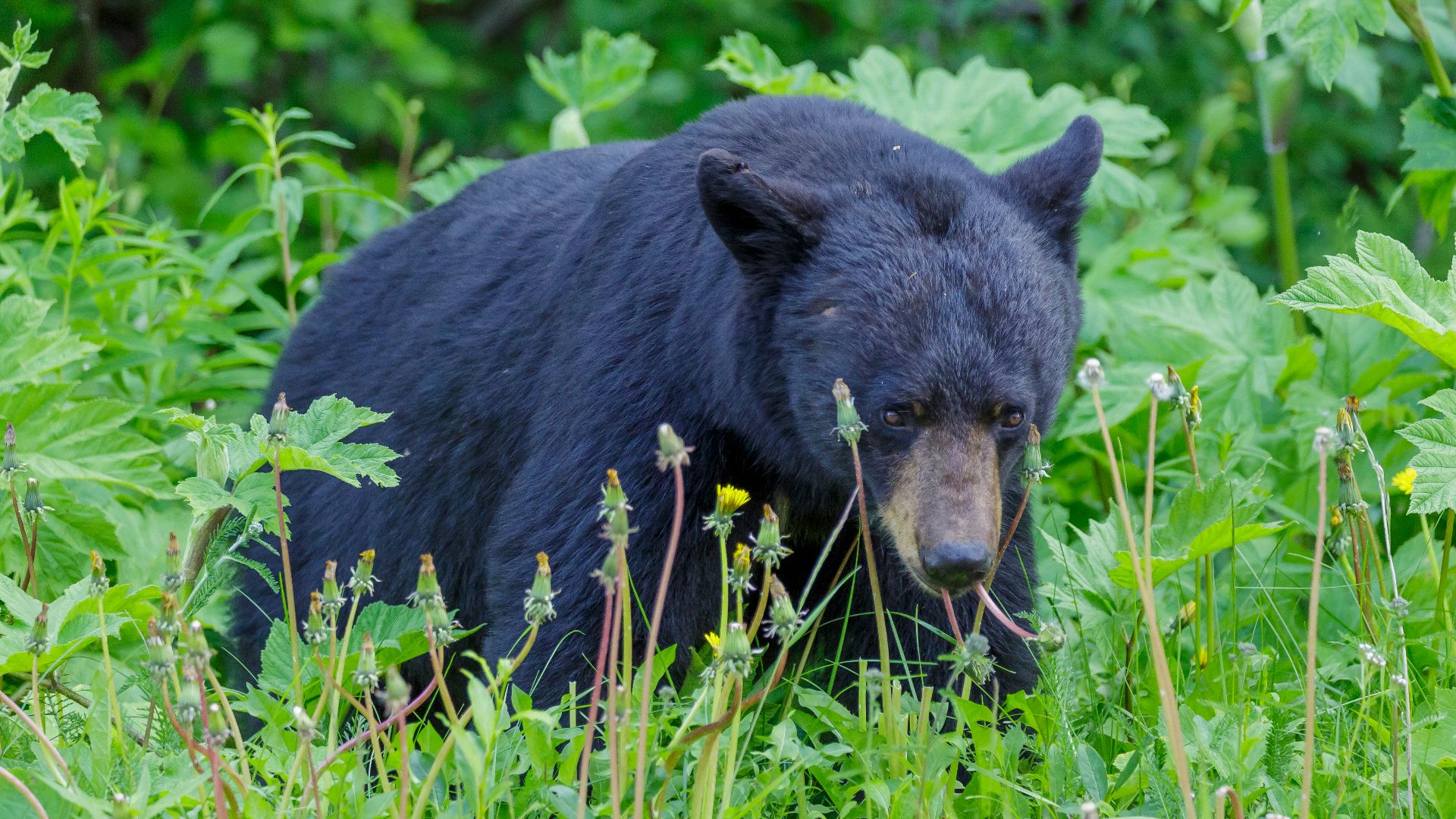 American black bear (Ursus americanus) - Jasper National Park