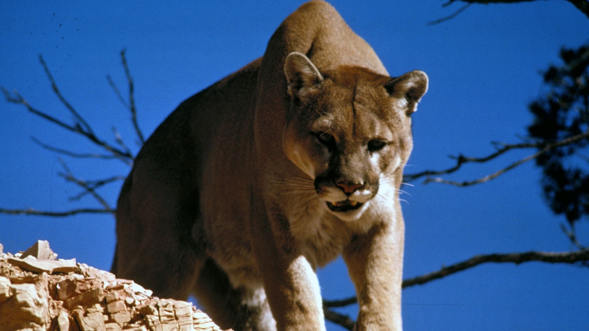 North American cougar (Puma concolor couguar) in Glacier National Park in the U.S. state of Montana.