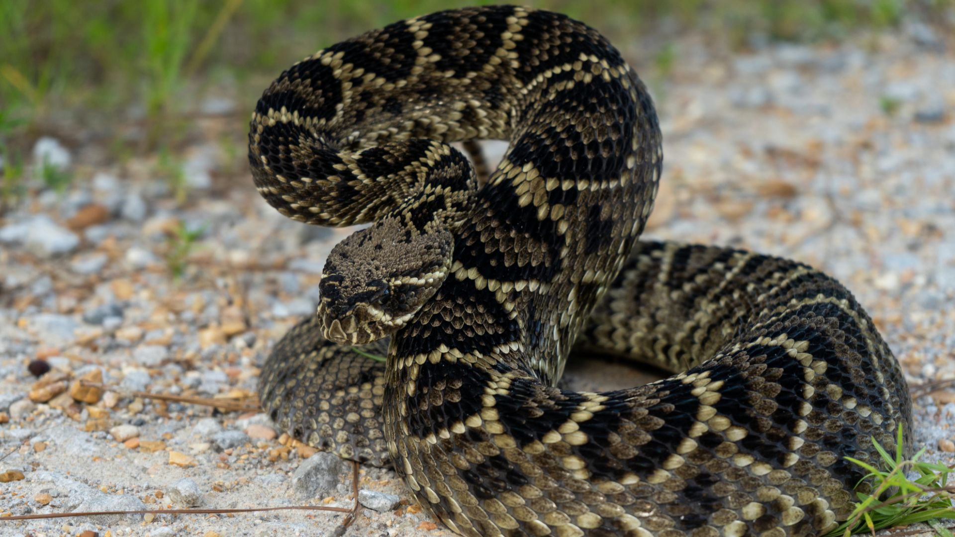 Eastern Diamondback Rattlesnake (Crotalus adamanteus)
