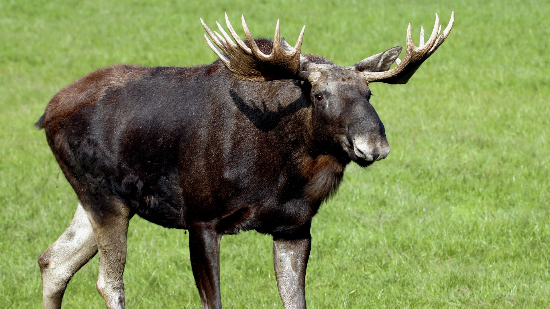 A moose with impressive antlers stands gracefully in an open green meadow, showcasing its natural beauty in the wild.