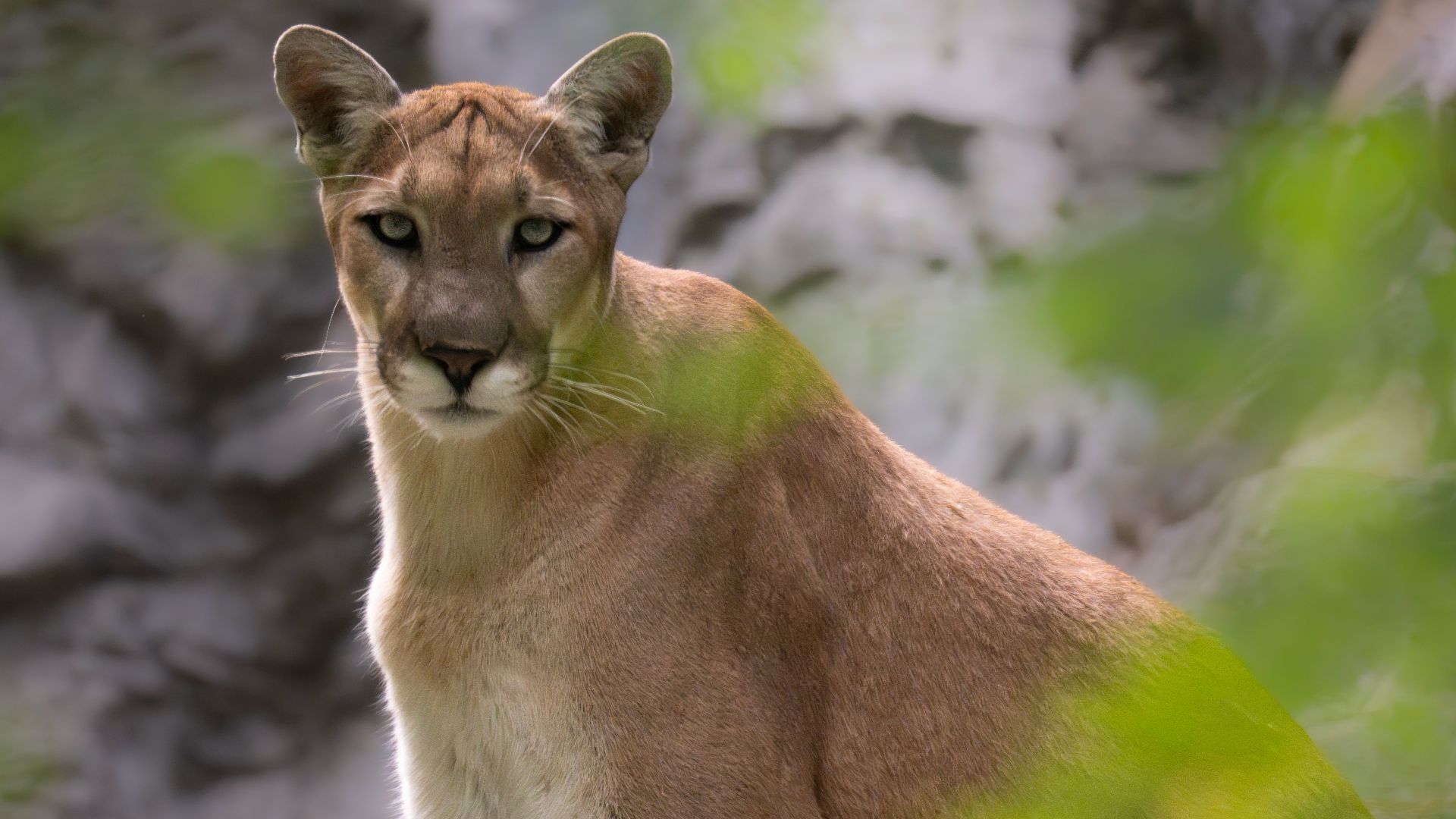 Captivating portrait of a puma in a rocky outdoor setting.