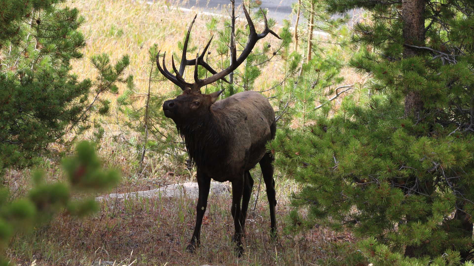 Cervus canadensis (Erxleben, 1777), Elk, Rocky Mountain National Park, Colorado, USA, 21 September 2016