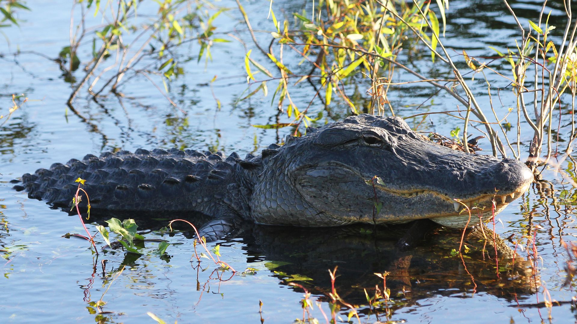American Alligator - Alligator mississippiensis, Everglades National Park, Homestead, Florida.jpg