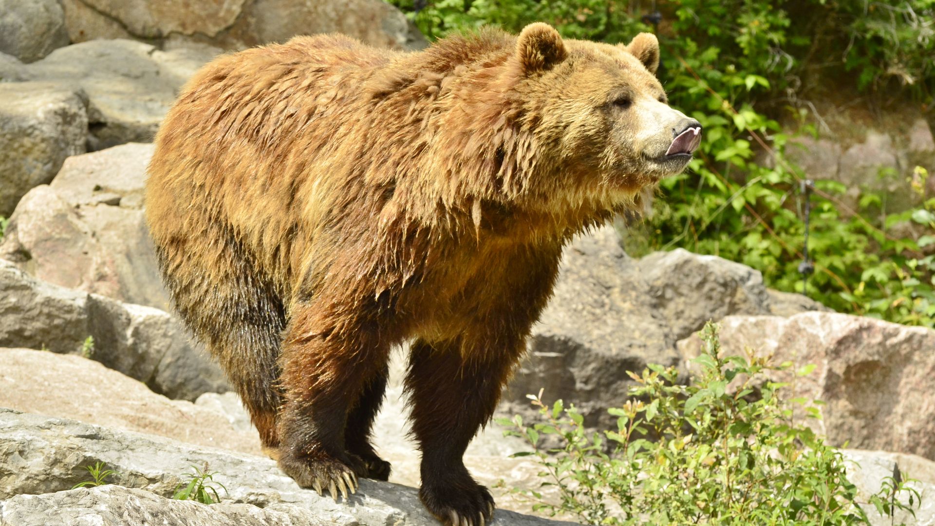 Un ours grizzly (Ursus arctos horribilis) au Zoo Sauvage de Saint-Félicien