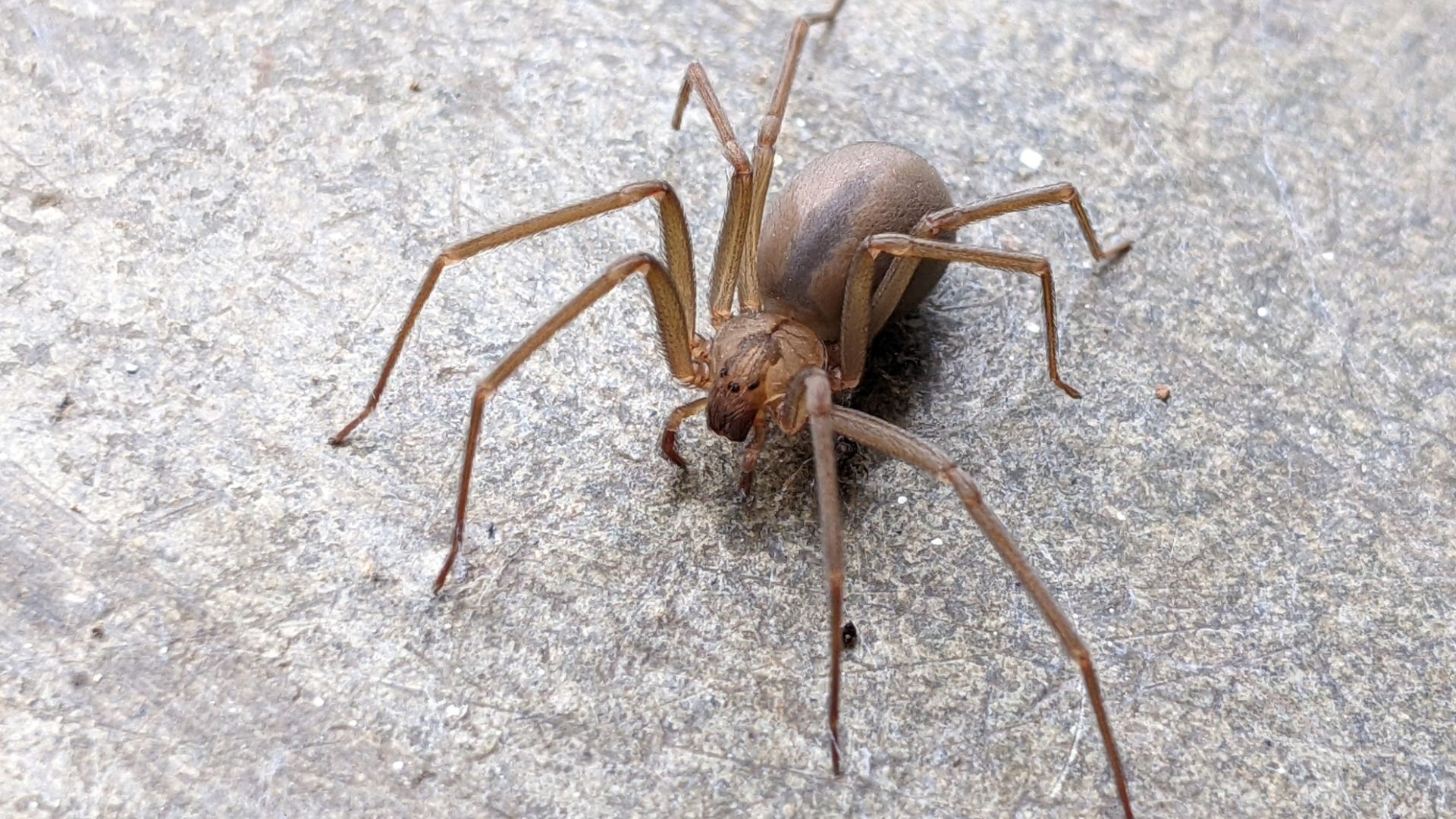 Brown Recluse (Loxosceles reclusa)