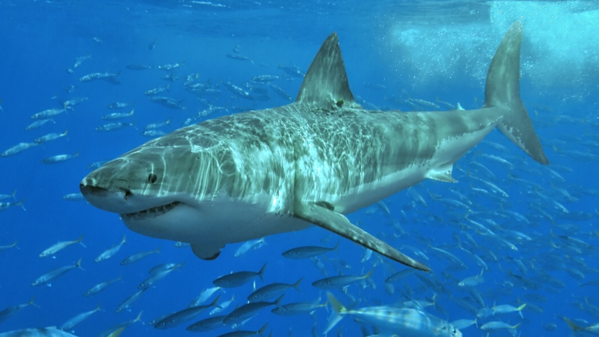 Great white shark at Isla Guadalupe, Mexico, August 2006. Shot with Nikon D70s in Ikelite housing, in natural light. Animal estimated at 11-12 feet (3.3 to 3.6 m) in length, age unknown.