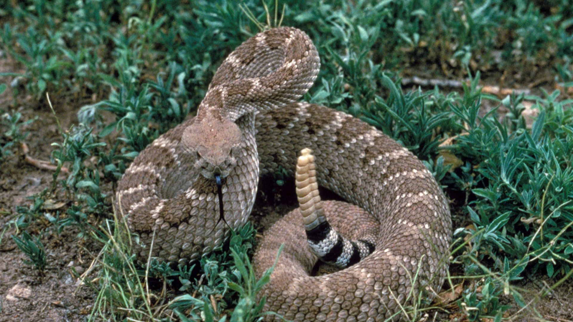 Western Diamondback Rattlesnake (Crotalus atrox) in New Mexico