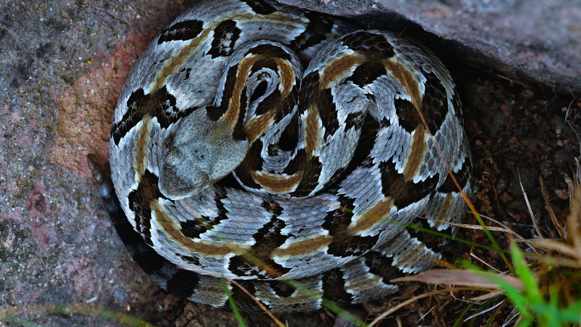 Timber Rattlesnake (Crotalus horridus)