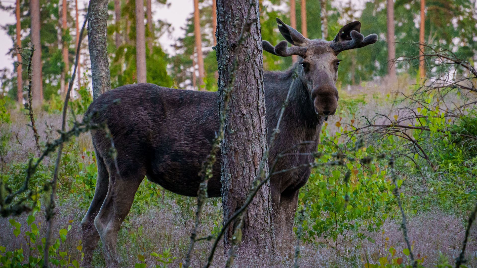A majestic moose stands amidst a lush forest, showcasing its grandeur in the wild.