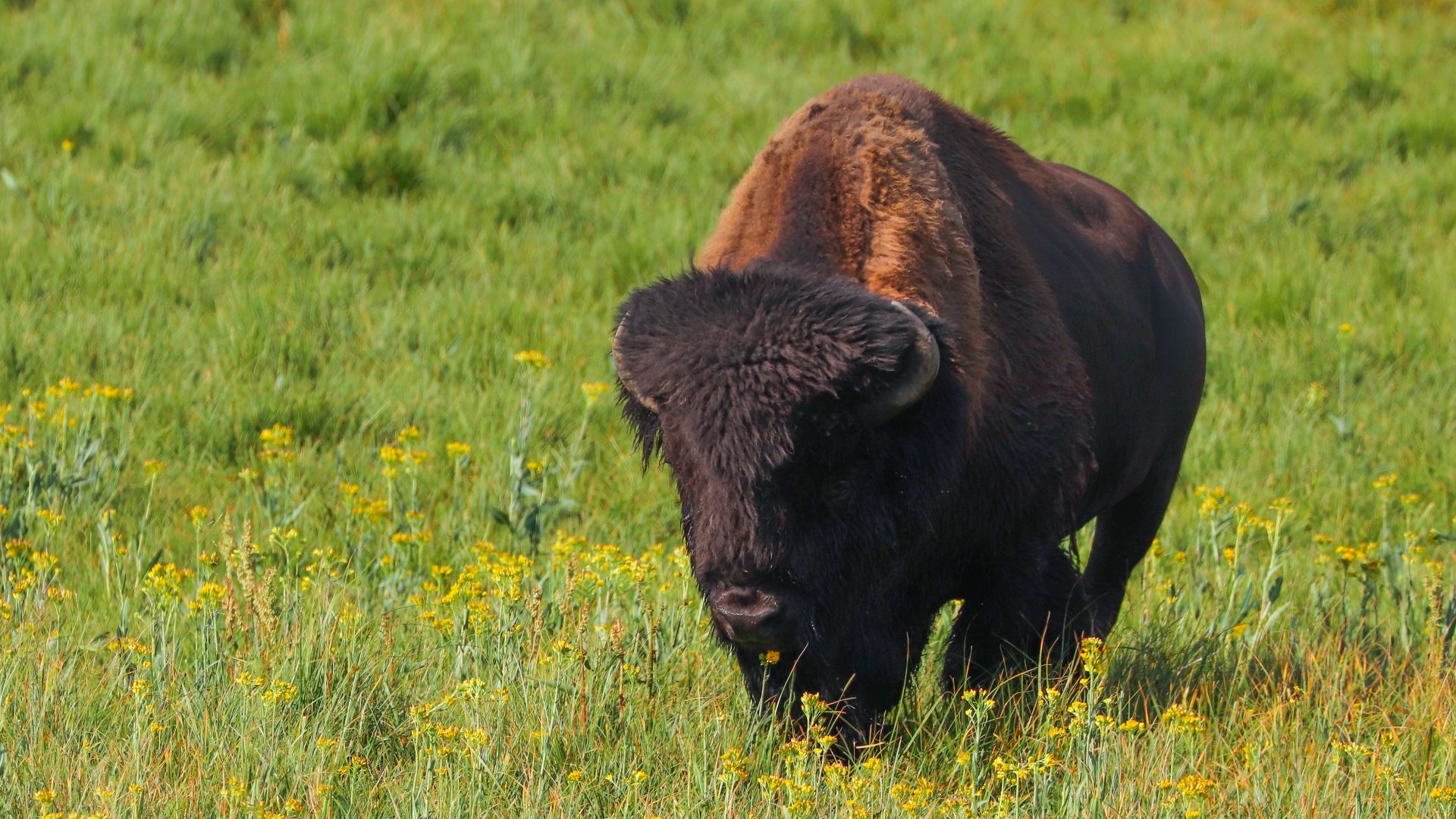 File:American Bison in Field.jpg