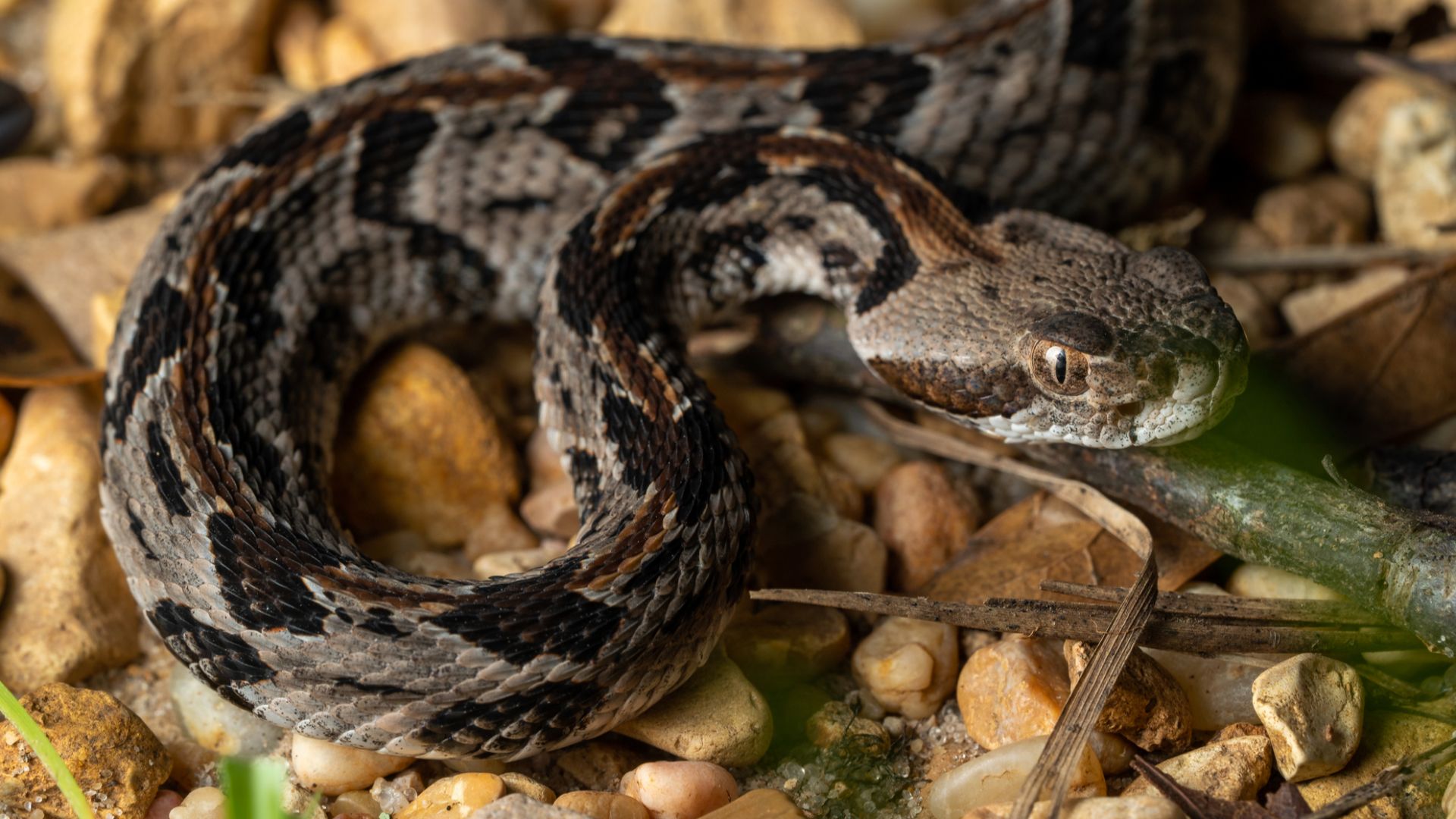 Timber Rattlesnake (Crotalus horridus)