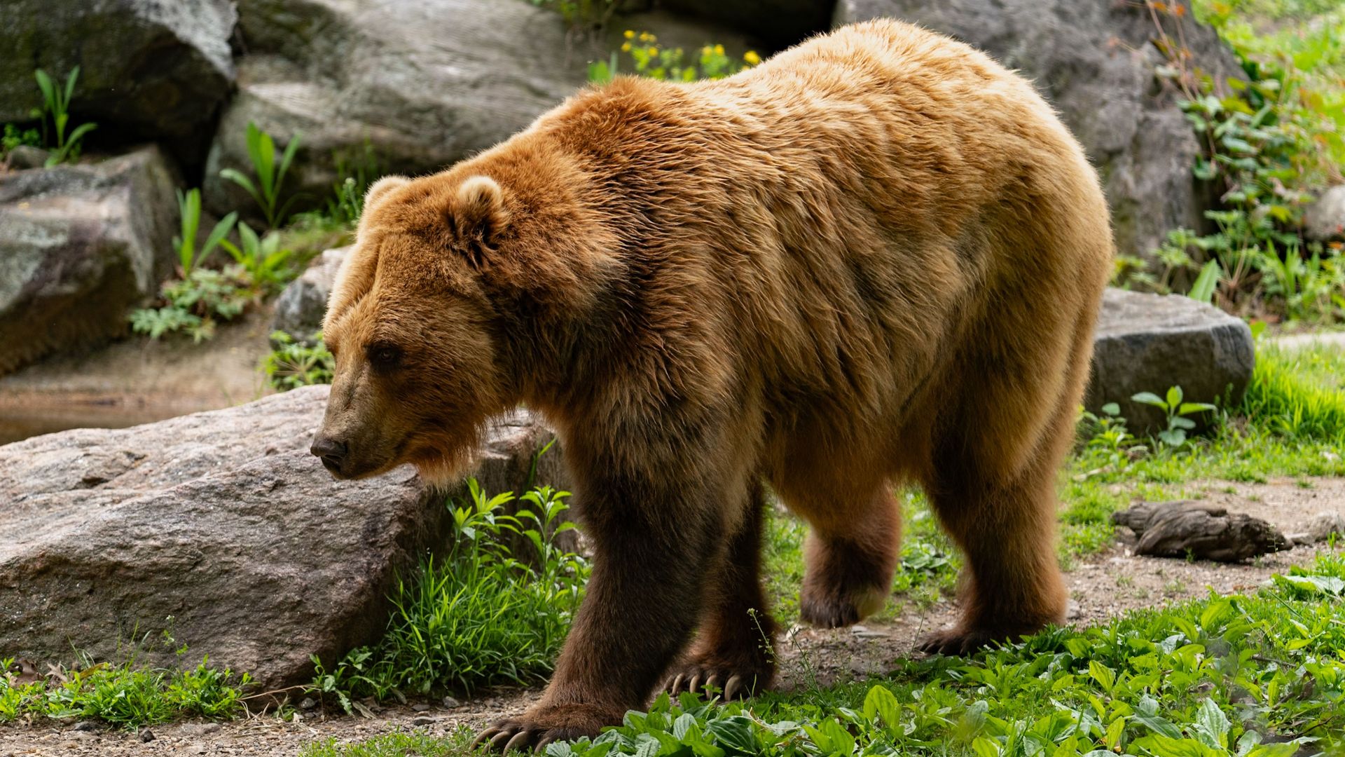 A powerful brown bear walks through a rocky natural habitat surrounded by greenery.