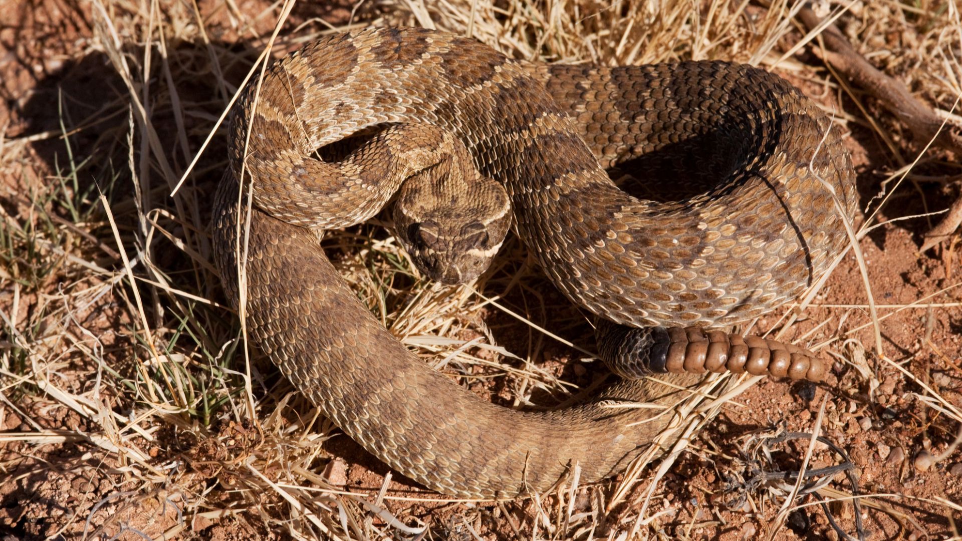 Prairie Rattlesnake (Crotalus viridis)