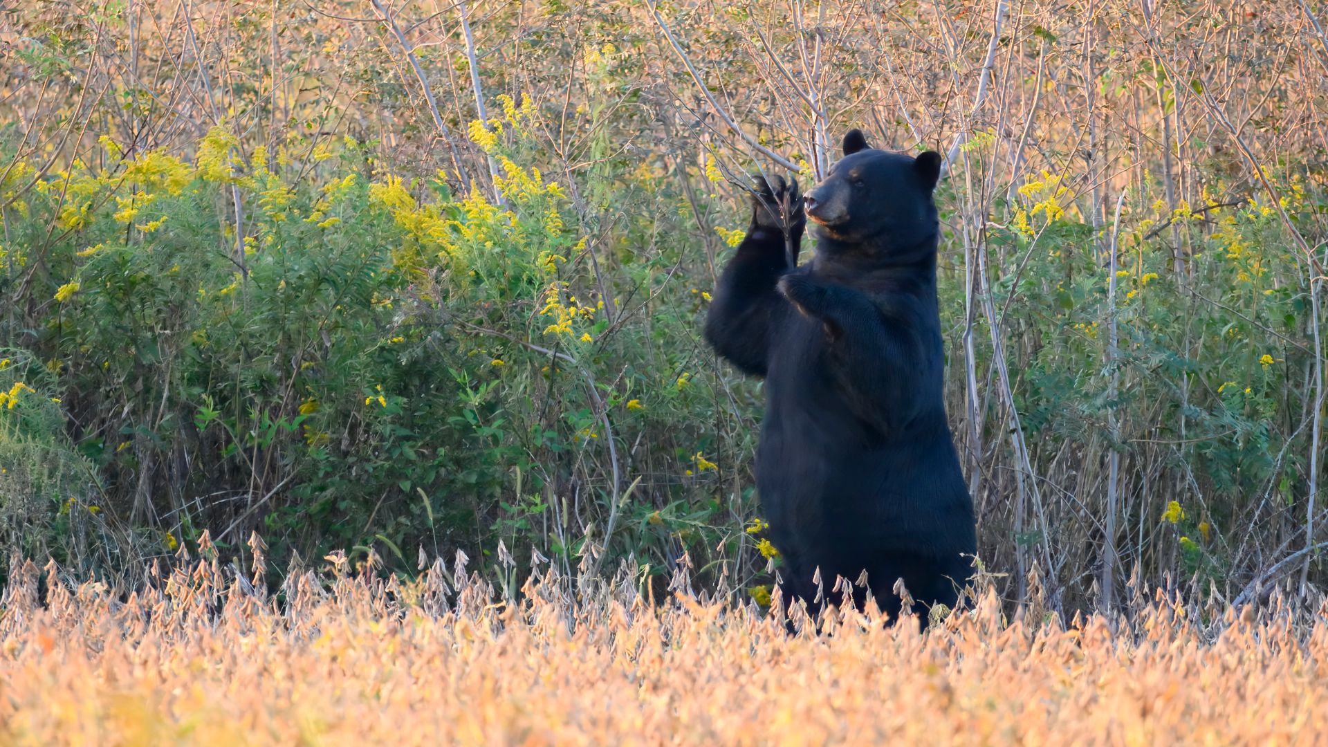 Ursus americanus