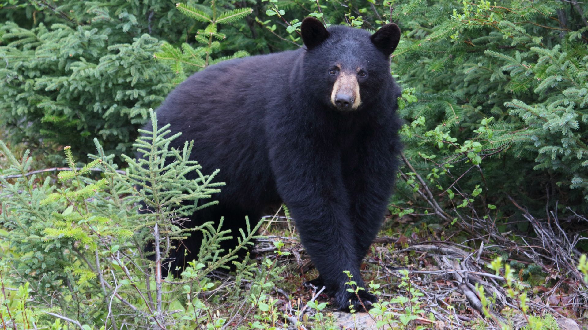 American black bear in Labrador, Canada.