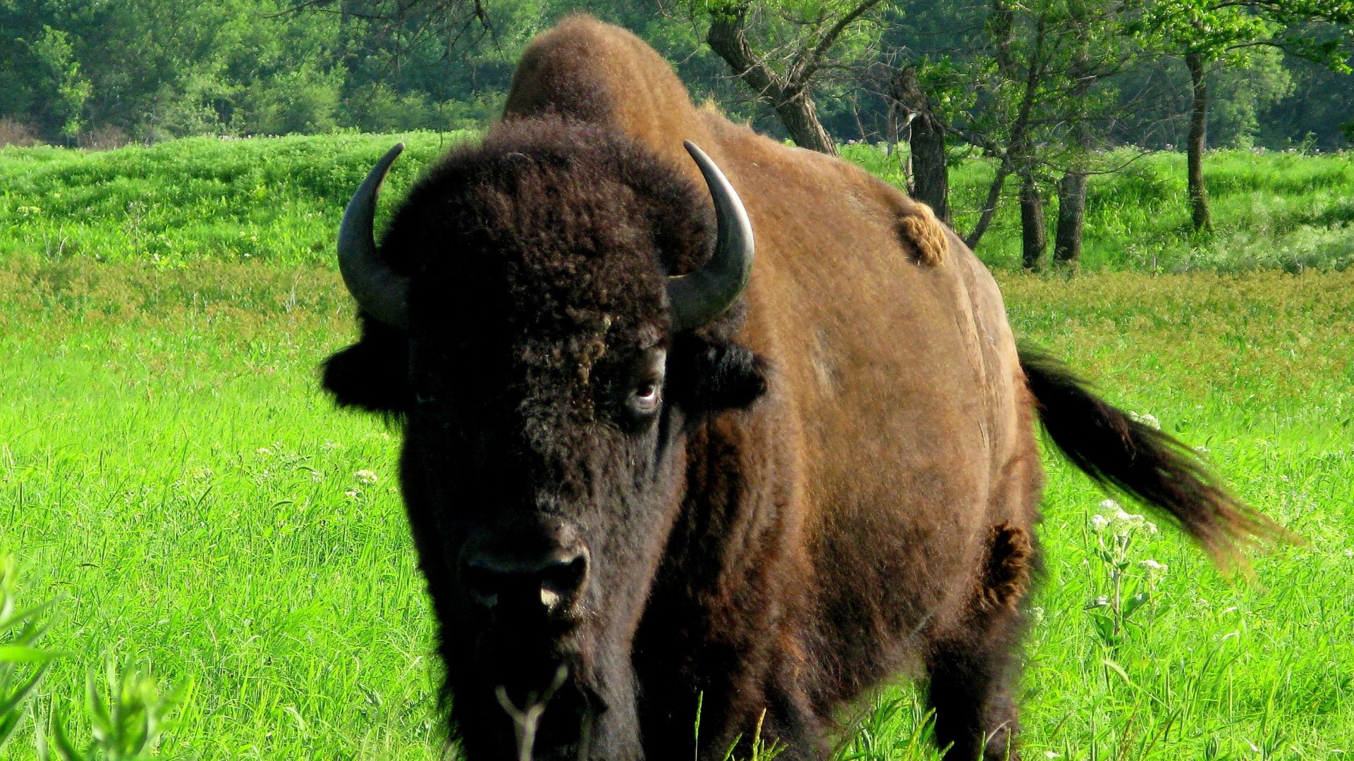 Animal