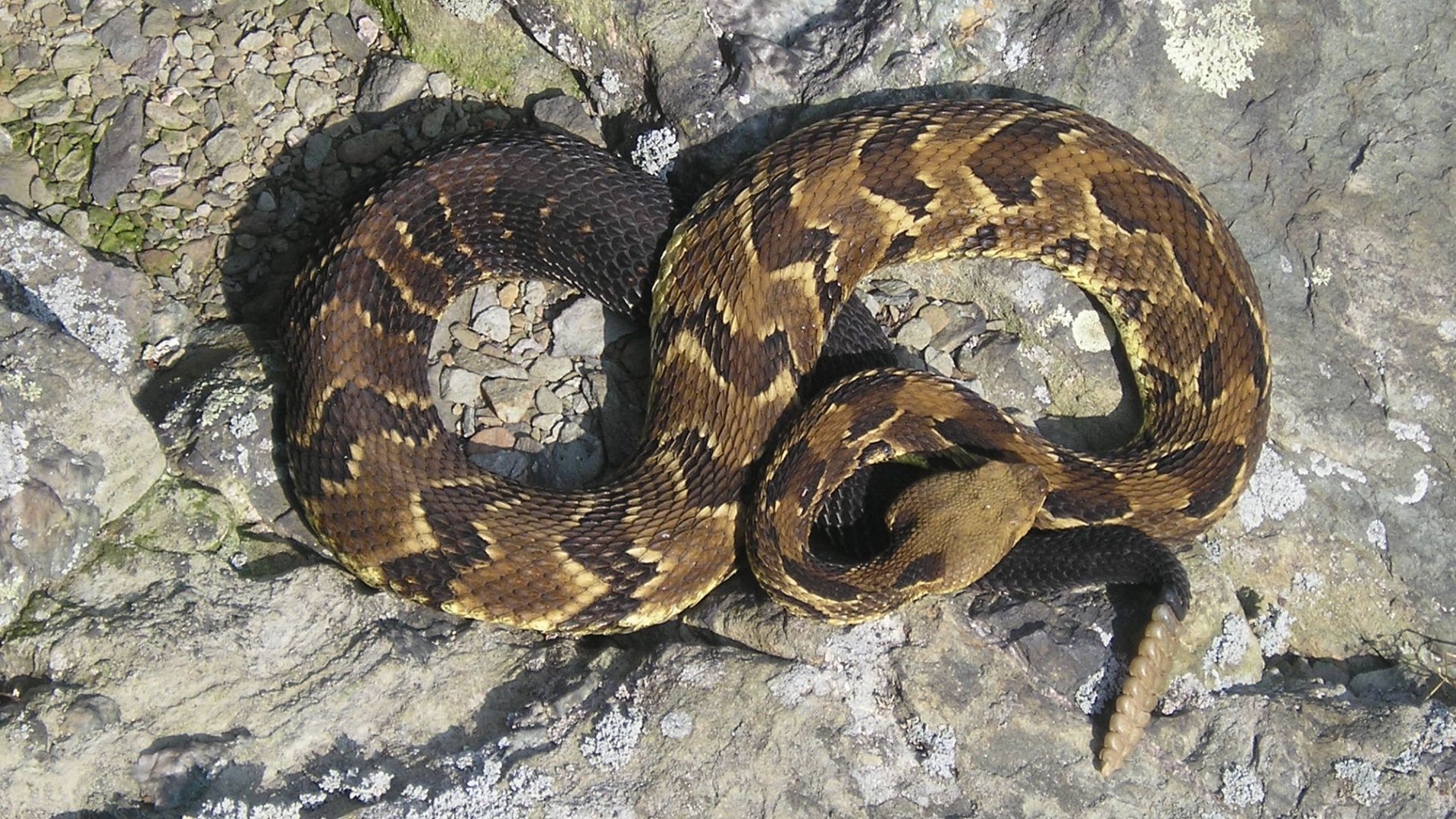 Timber Rattlesnake
