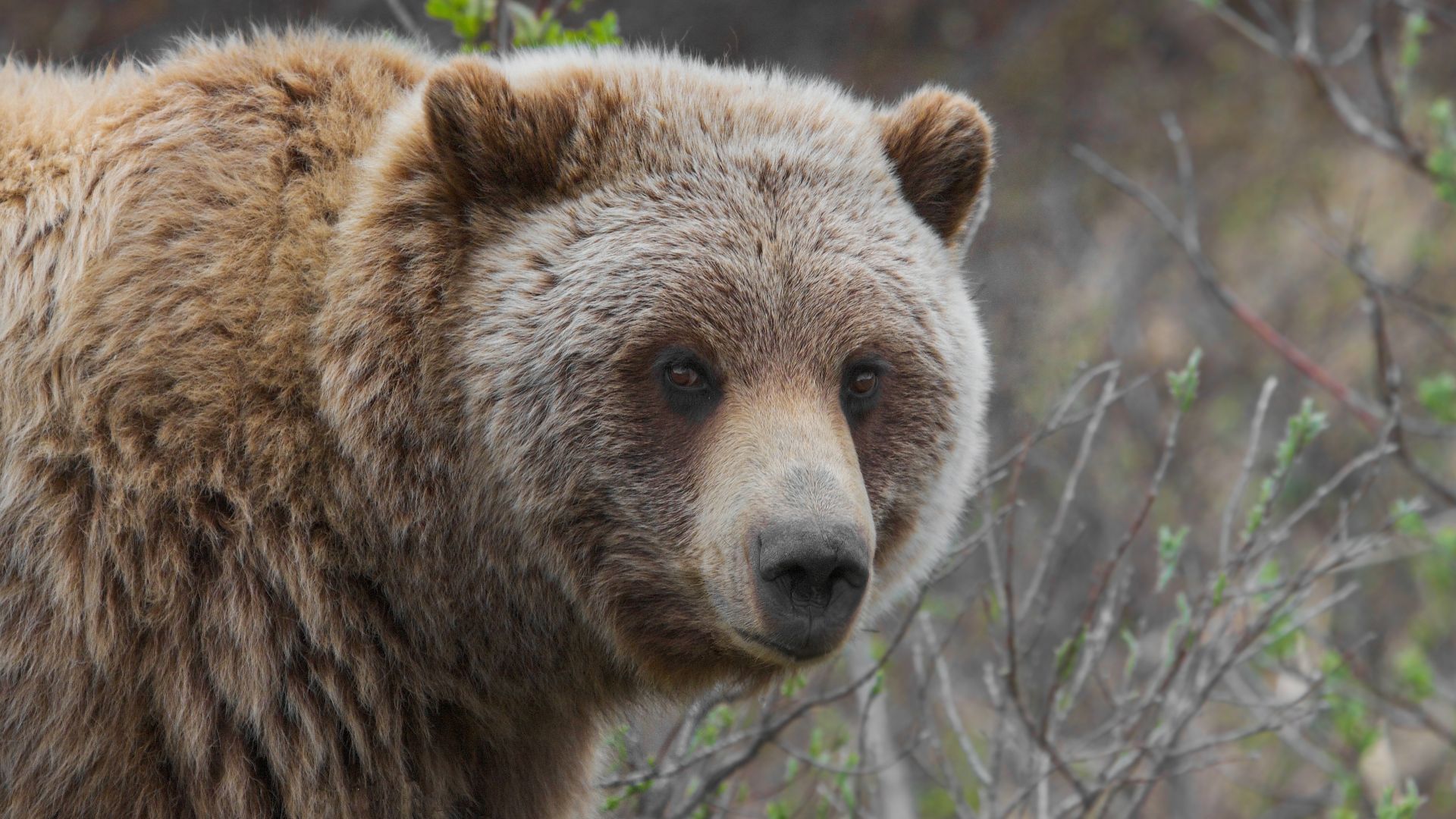 The grizzly bear (Ursus arctos ssp.) is any North American subspecies of brown bear.