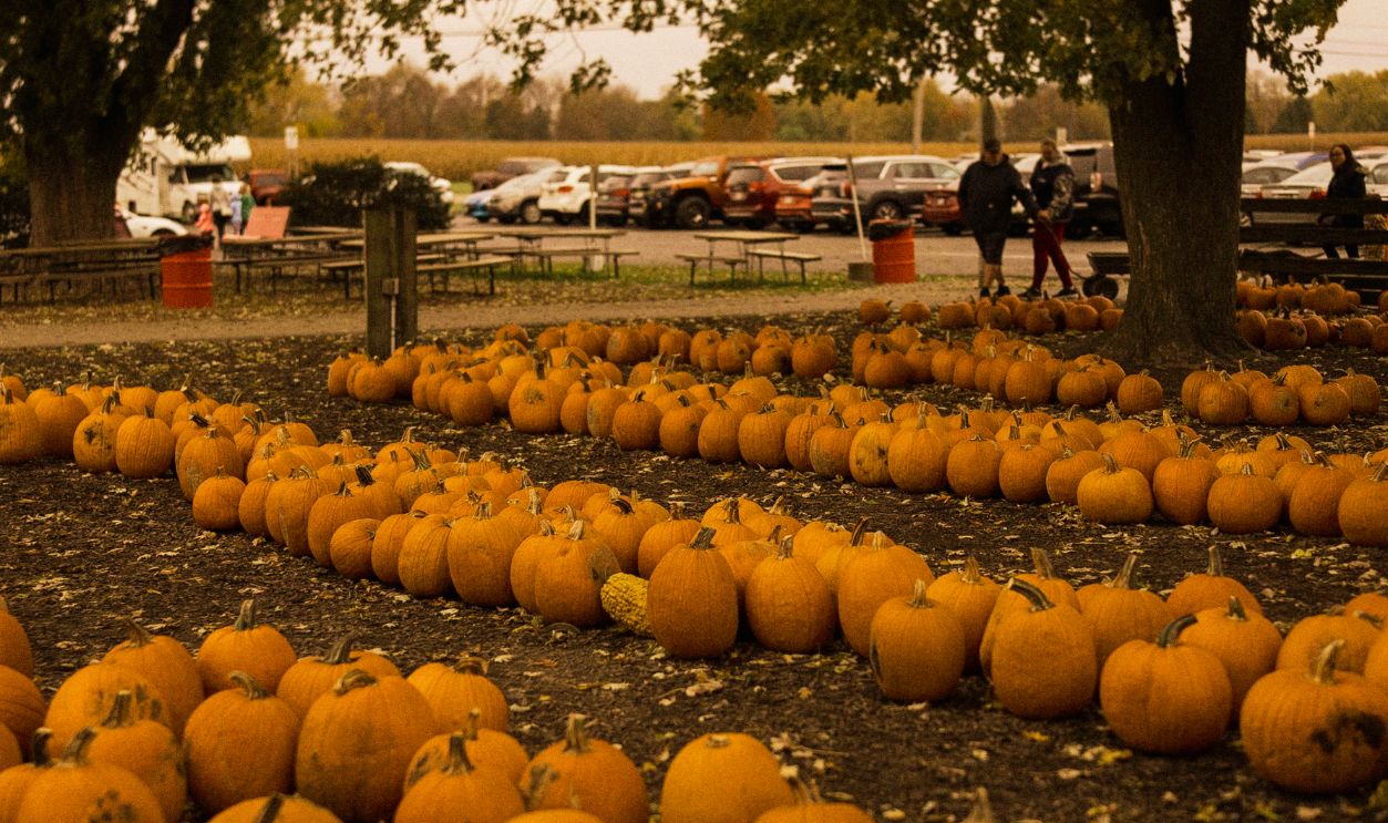 Orange pumpkins scattered in a park in Ohio during fall, perfect for Halloween