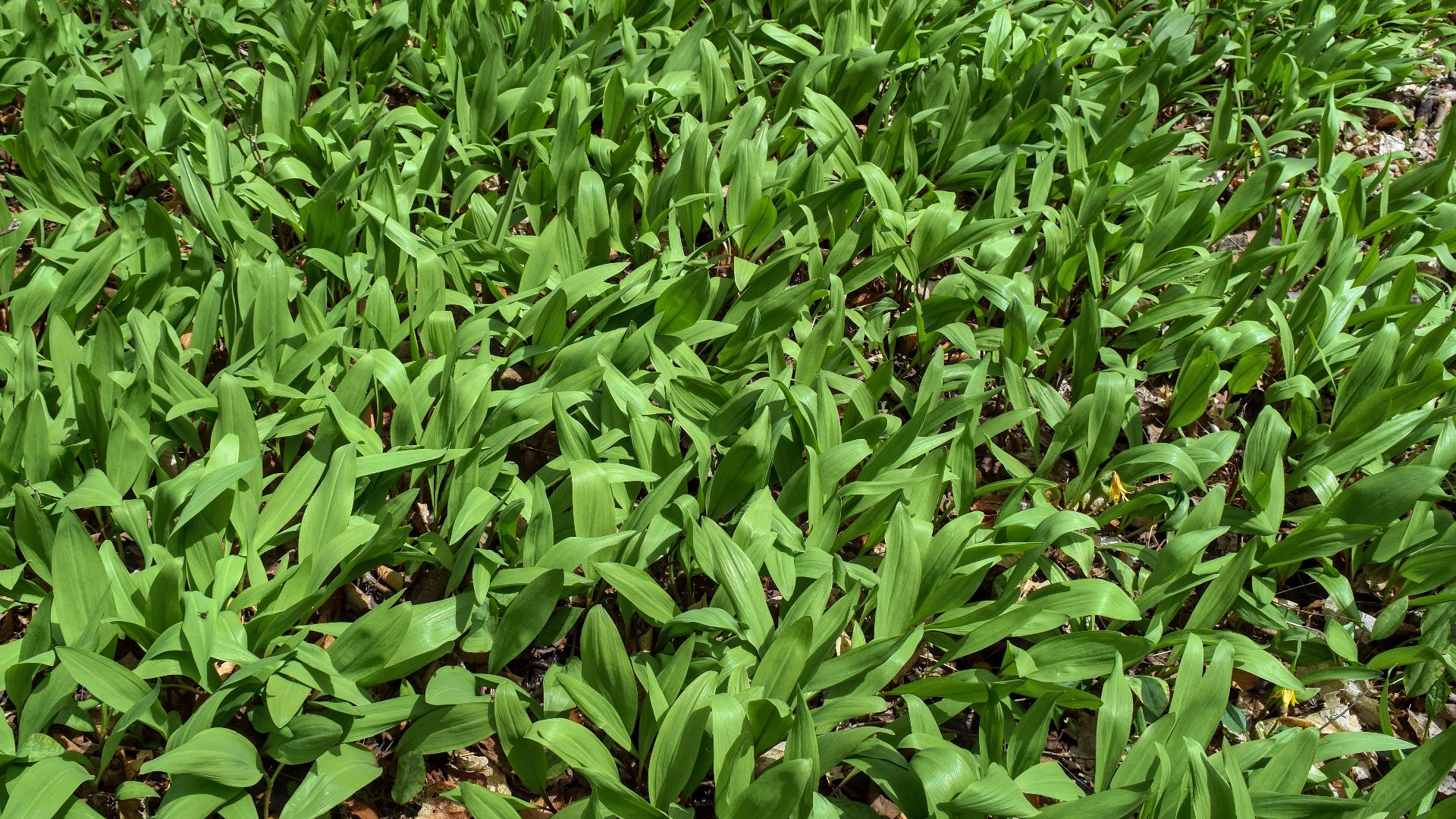 Wild leeks (Allium tricoccum).