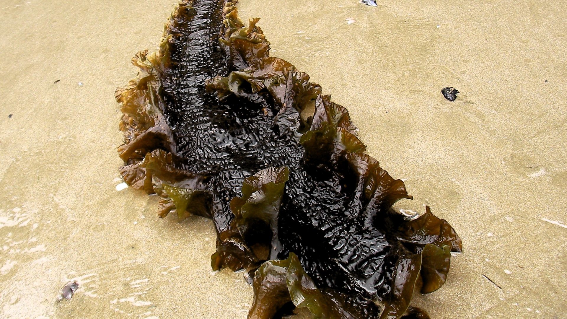 Talo dunha Saccharina latissima nunha praia galega. Nomes: Toco, Soia, Cañoto, Kombu de azucre
