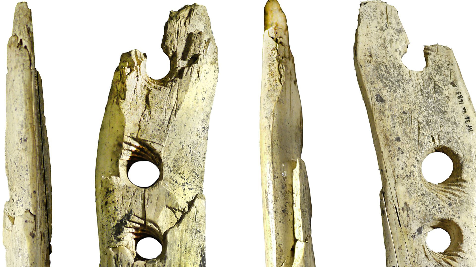 File:Over 35,000-years-old perforated baton made from mammoth ivory from Hohle Fels Cave, Germany.jpg