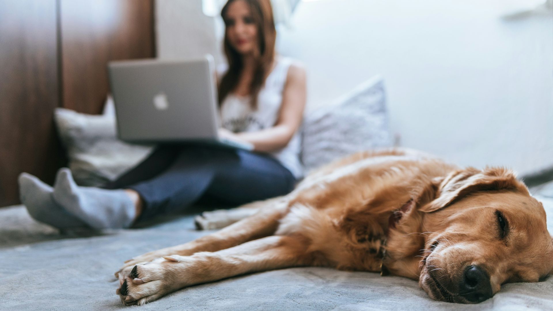 Golden Retriever lying on bed