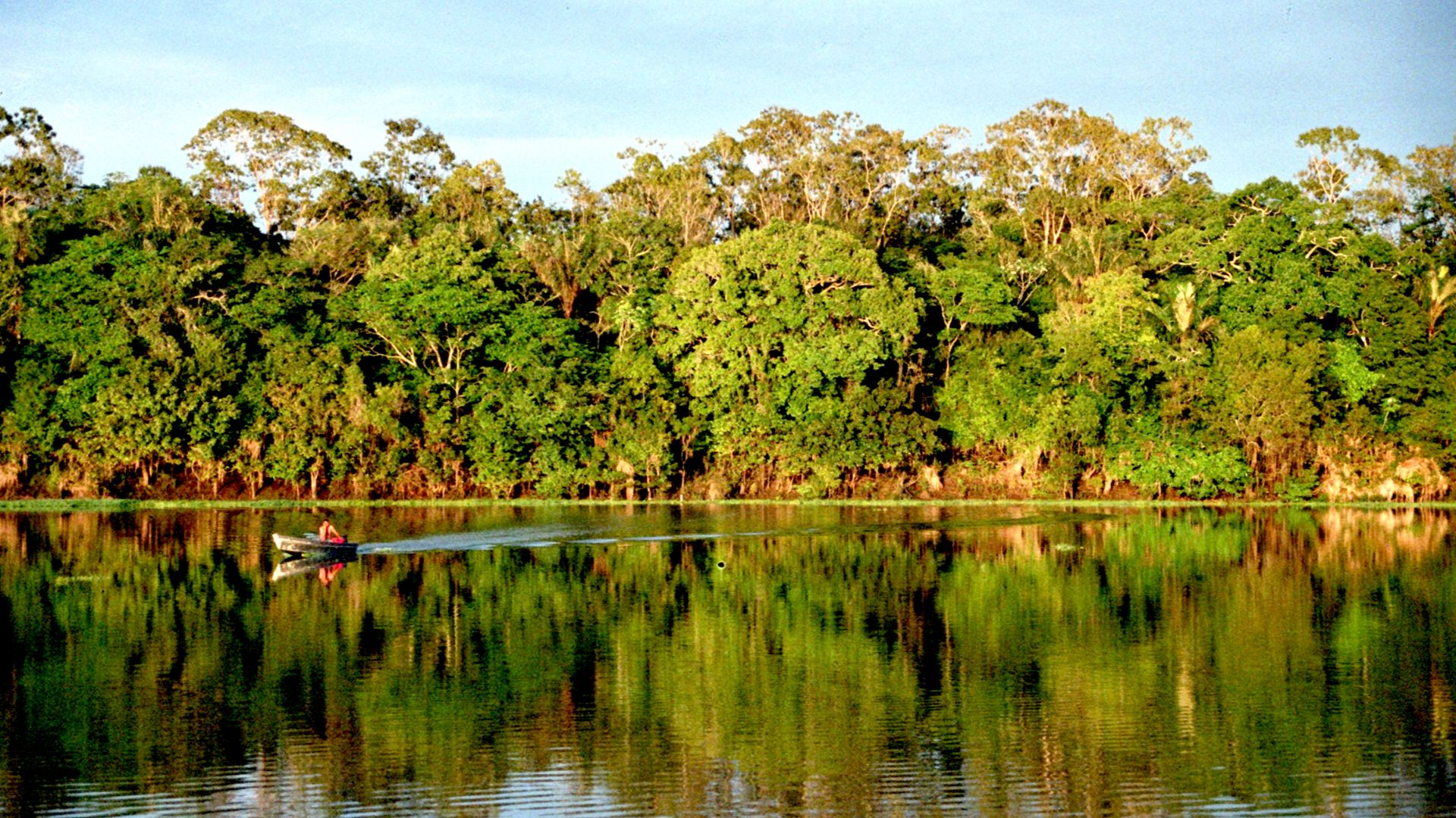 Image of the Amazon rainforest in the Urubu river, near the municipality of Silves, Amazonas State, Brazil.