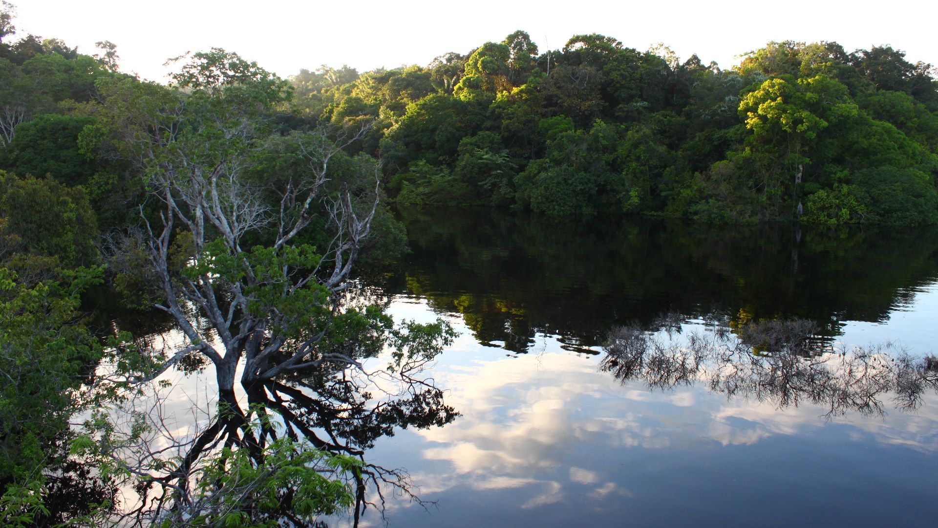 Amanhecer no Parque Nacional do Jaú, Amazonas.