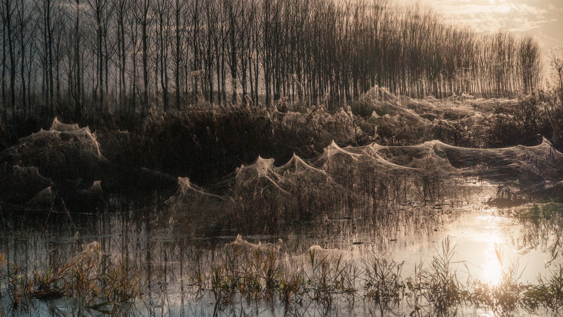 Silk sheets. Fucecchio marshes (Q55712569). Cloaks of cobwebs are created following prolonged periods of drought followed by intense rains which cause water levels to suddenly rise.