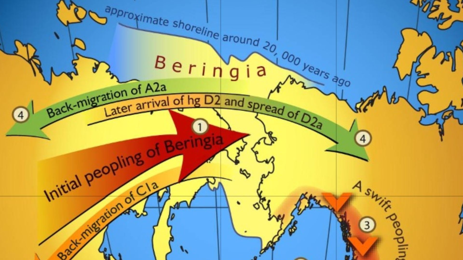 Map of gene flow in and out of Beringia, according to human mitochondrial DNA haplogroups.
Colors of the arrows correspond to approximate timing of the events and are decoded in the colored time bar. The initial peopling of Beringia (the region depicted i