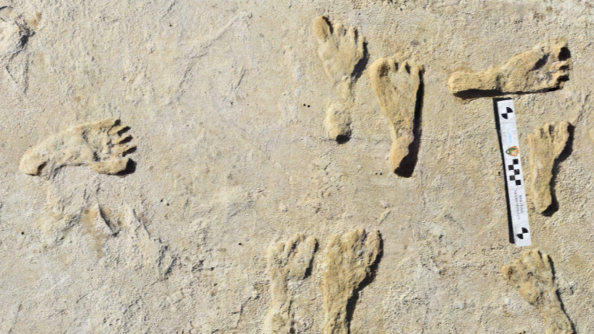 Aerial of at least two fossilized human footprint tracks. One pathway leads in a northern direction. Another track intersects and moves in an eastern direction. Length of footprints are contextualized using a ruler. 12 footprints in total.
Multiple tracks