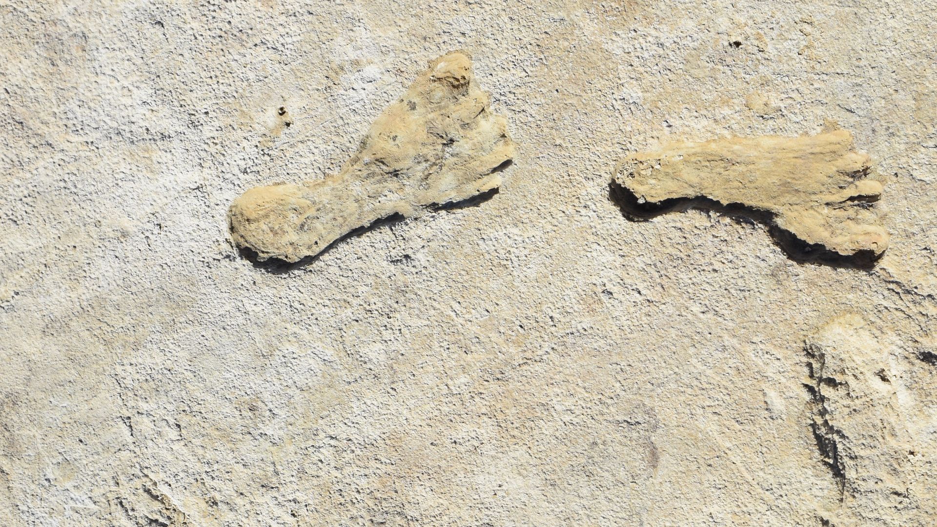 Seven human footprints preserved in Ice Age gypsum cement.
Ice Age footprints from adolescemt female estimated to 23,000-21,000 years ago. During this time warming and drying events caused Lake Otero to significantly drop in water level, allowing for the
