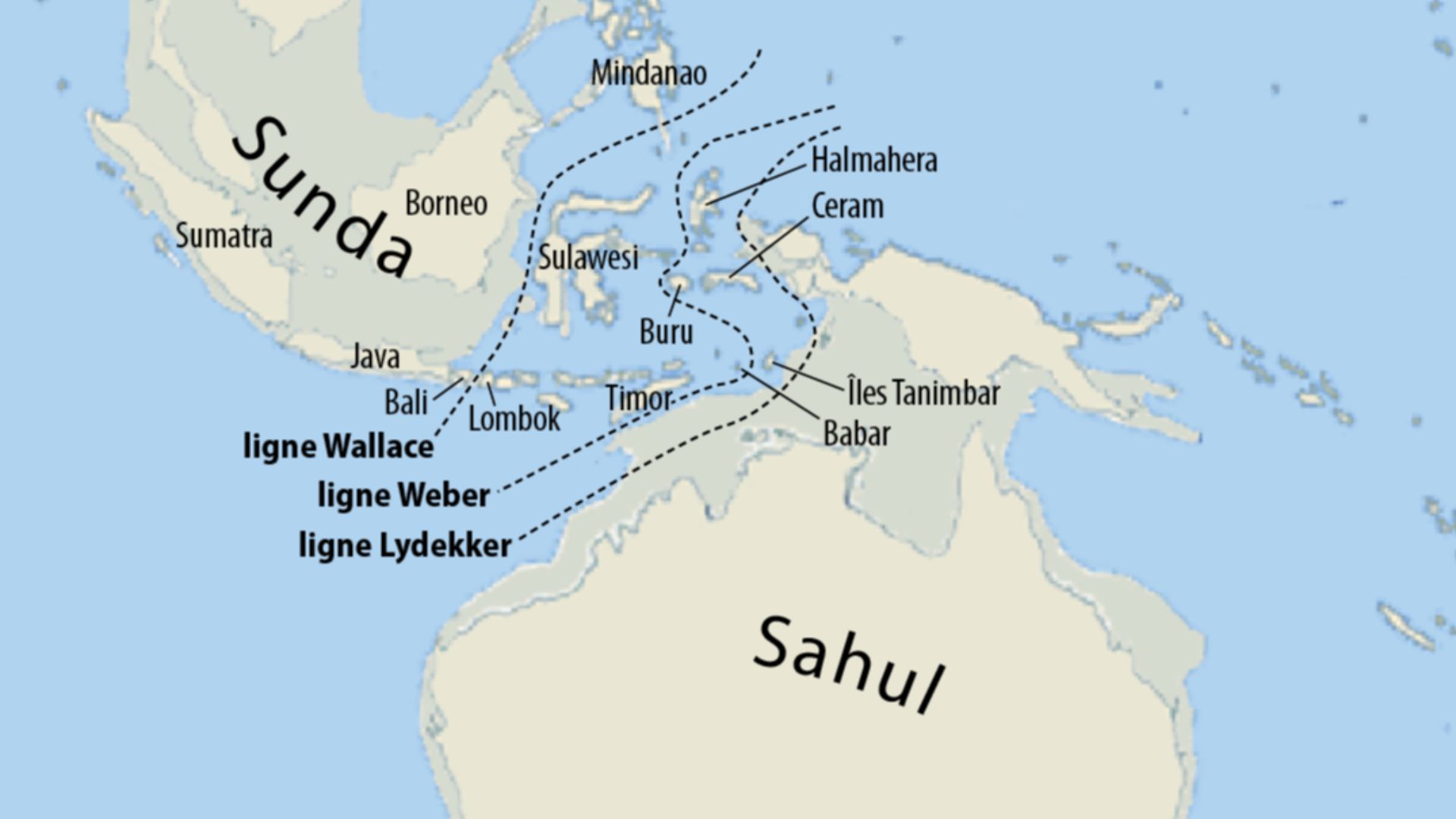 Map of Sunda and Sahul and the Wallace Line, the Lydekker Line and the Weber Linie