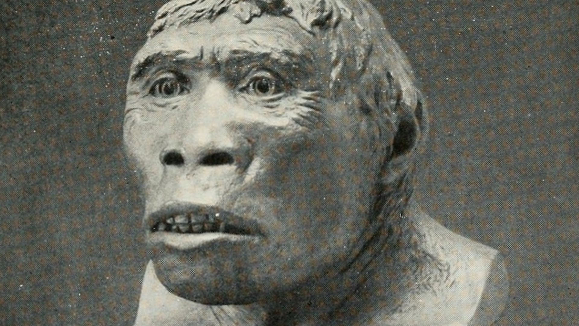 Pithecanthropus erectus
Title: The American Museum journal
Identifier: americanmuseumjo16amer (find matches)
Year: c1900-(1918) (c190s)
Authors: American Museum of Natural History
Subjects: Natural history
Publisher: New York : American Museum of Natural 